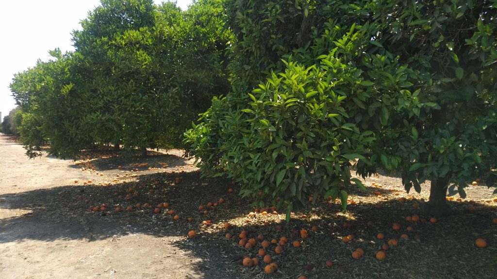 california oranges