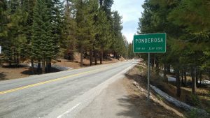 ponderosa