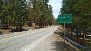 ponderosa