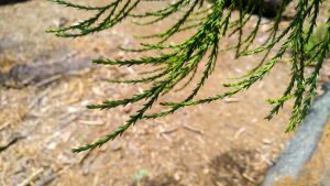 giant sequoia leaves