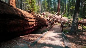 giant sequoia down