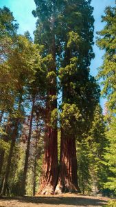 giant sequoia