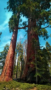 giant sequoia