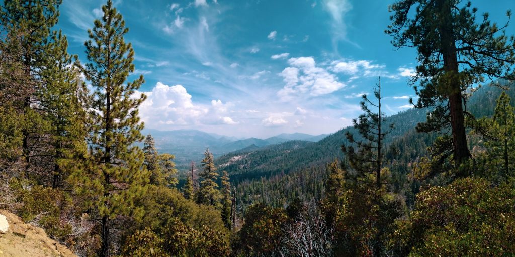 sequoia national forest