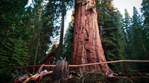 Sequoia Crest