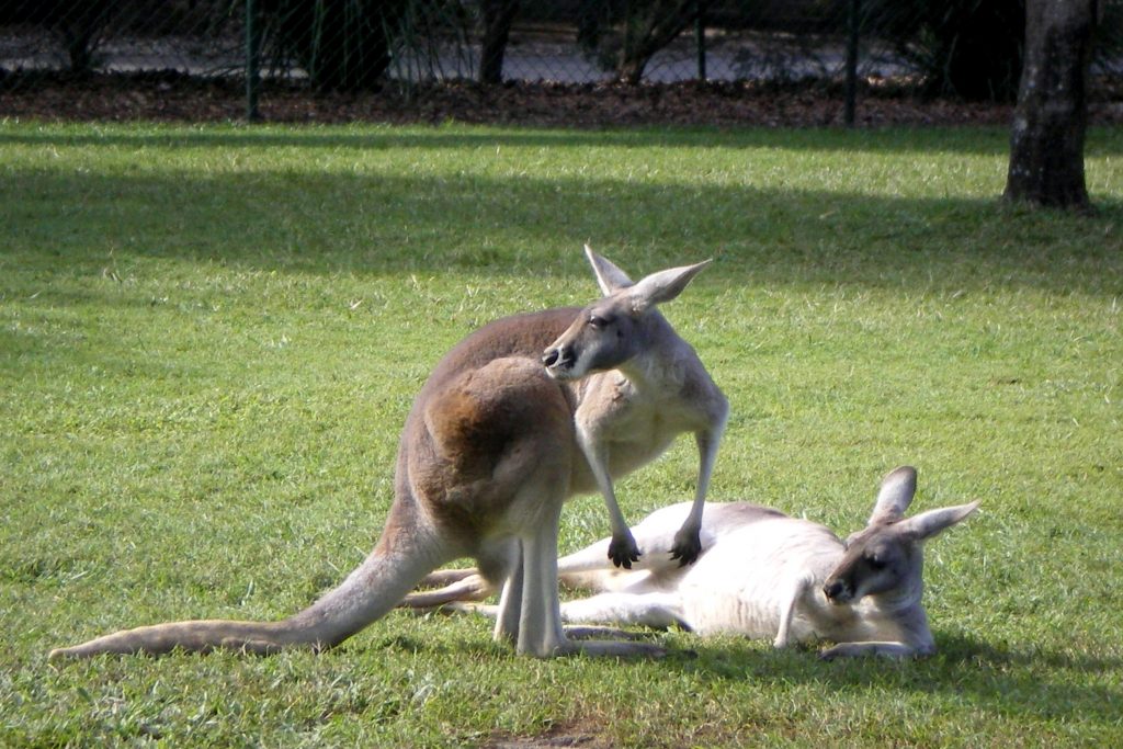 studying abroad Brisbane zoo