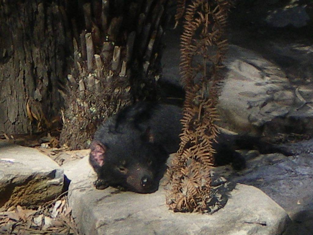 Studying abroad Tasmanian Devil