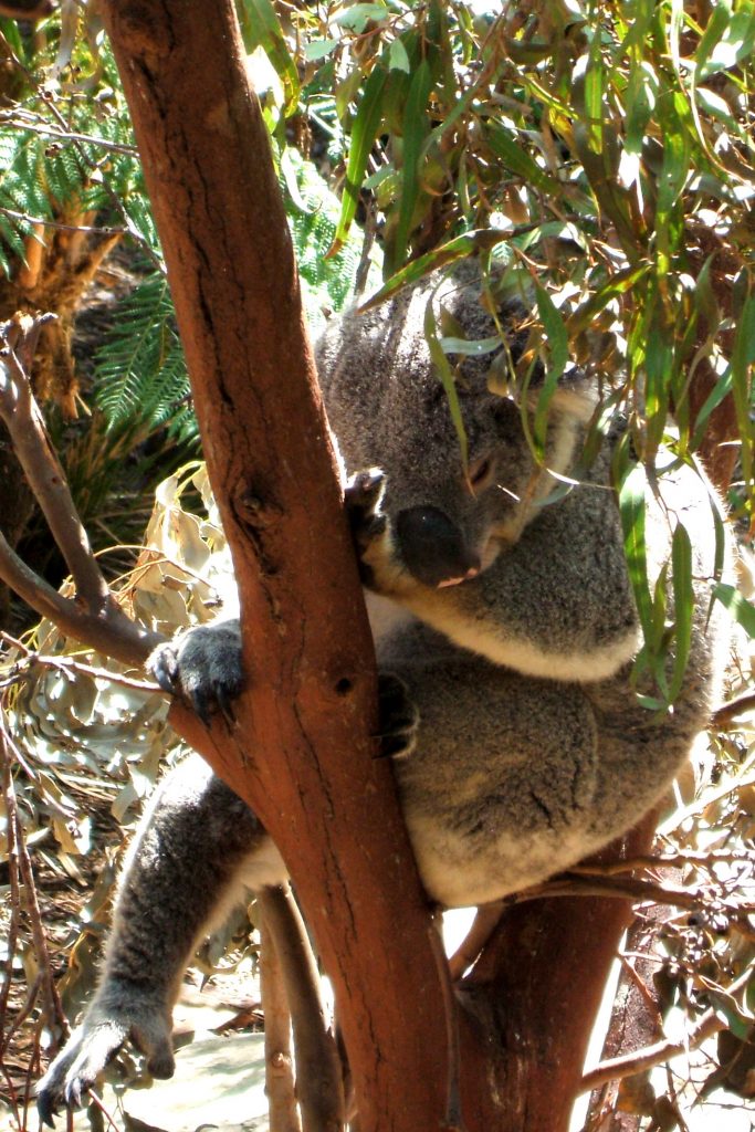 Studying abroad Koala