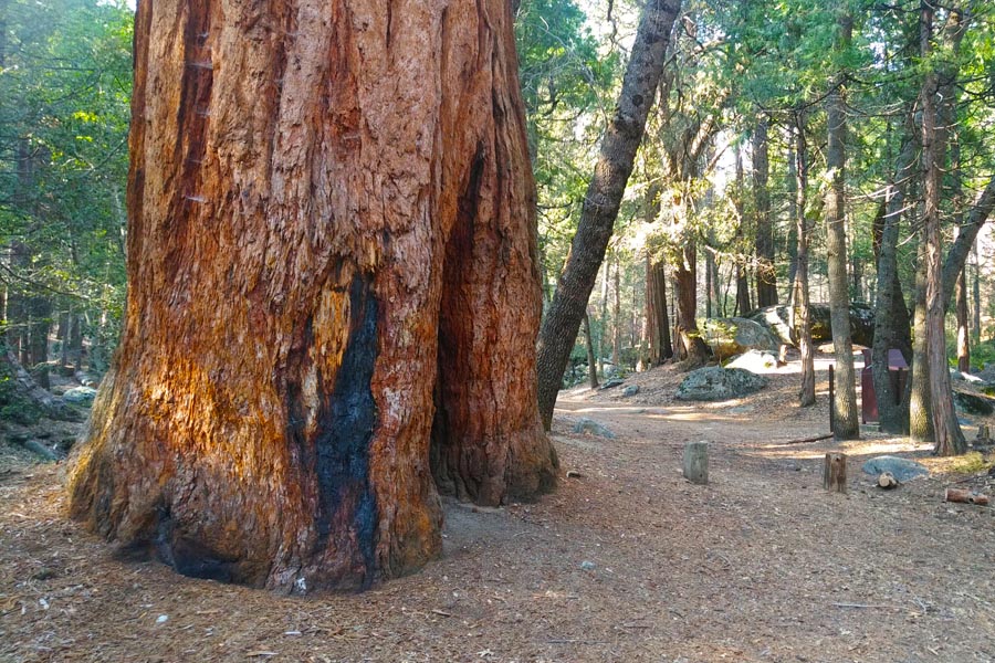 giant sequoia at belknap campground