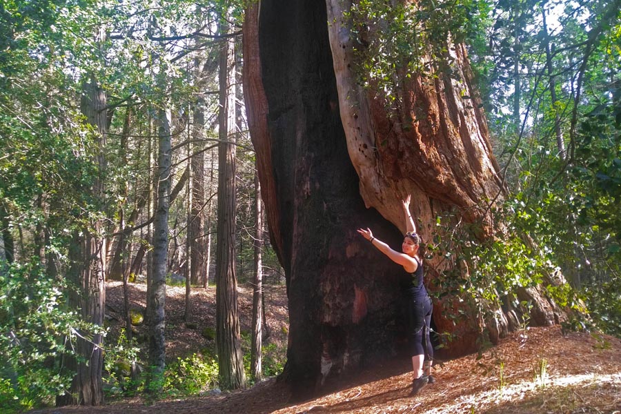 Giant Sequoia at Belknap campground