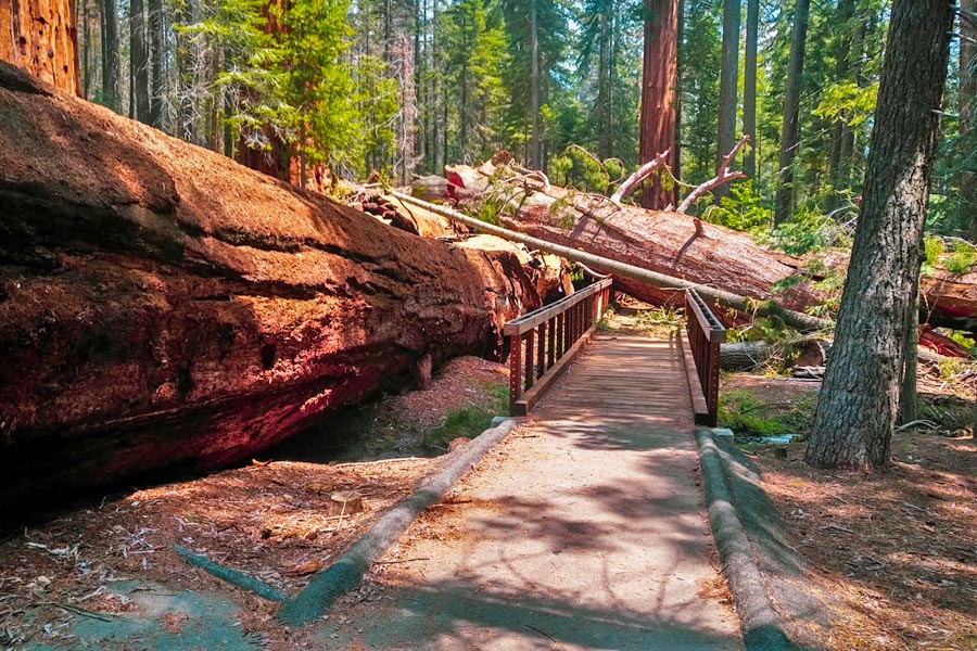 fallen giant Sequoia