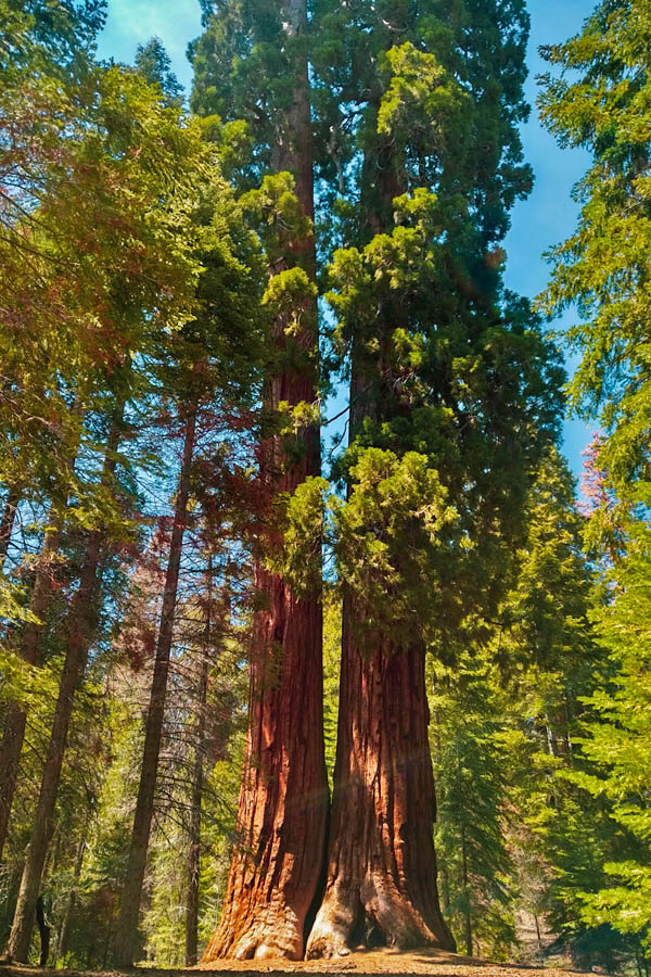 fused giant Sequois