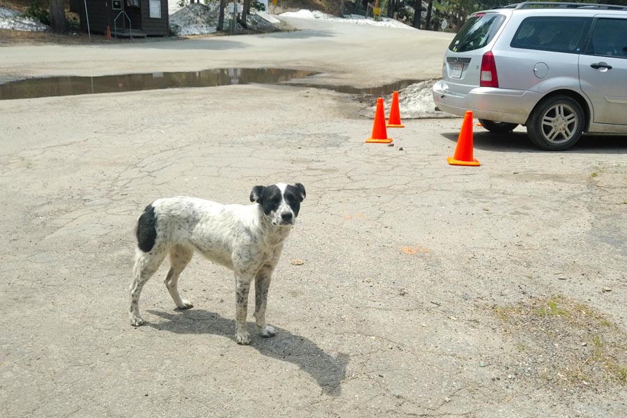 gas station dog