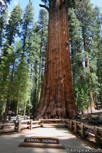 General Sherman Giant Sequoia