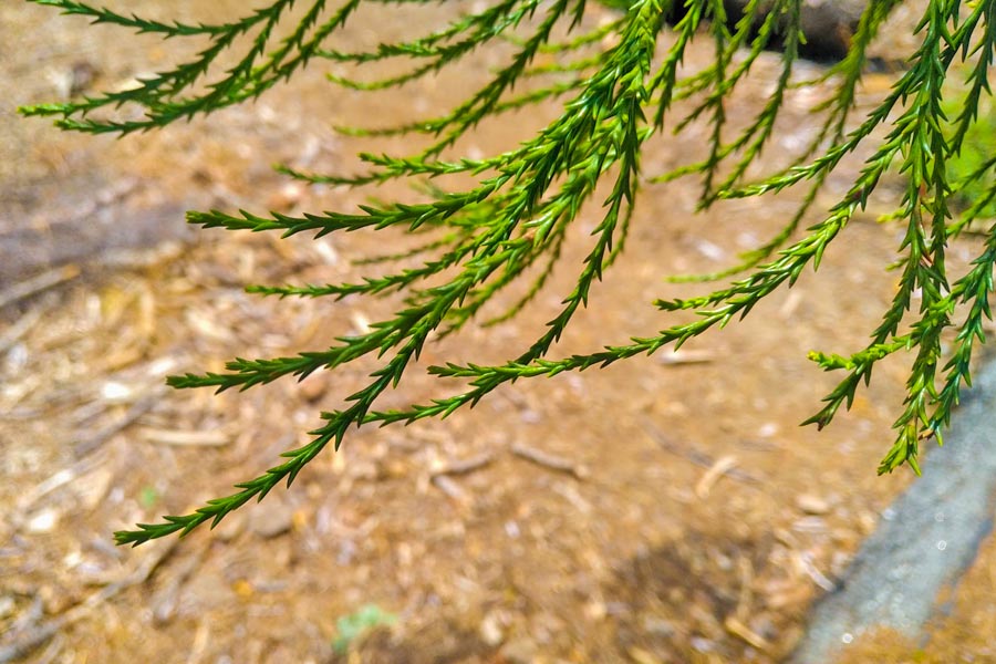 Giant Sequoia leaves