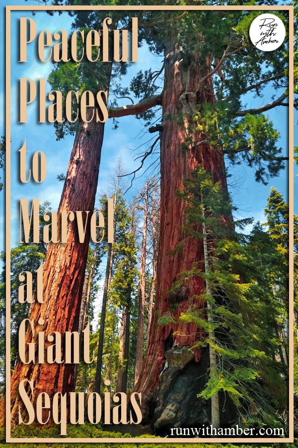 Places to marvel at Giant sequoias run with amber