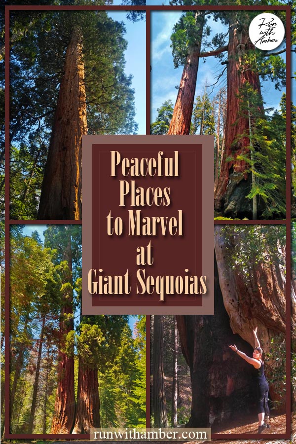 PLaces to marvel at Giant sequoias