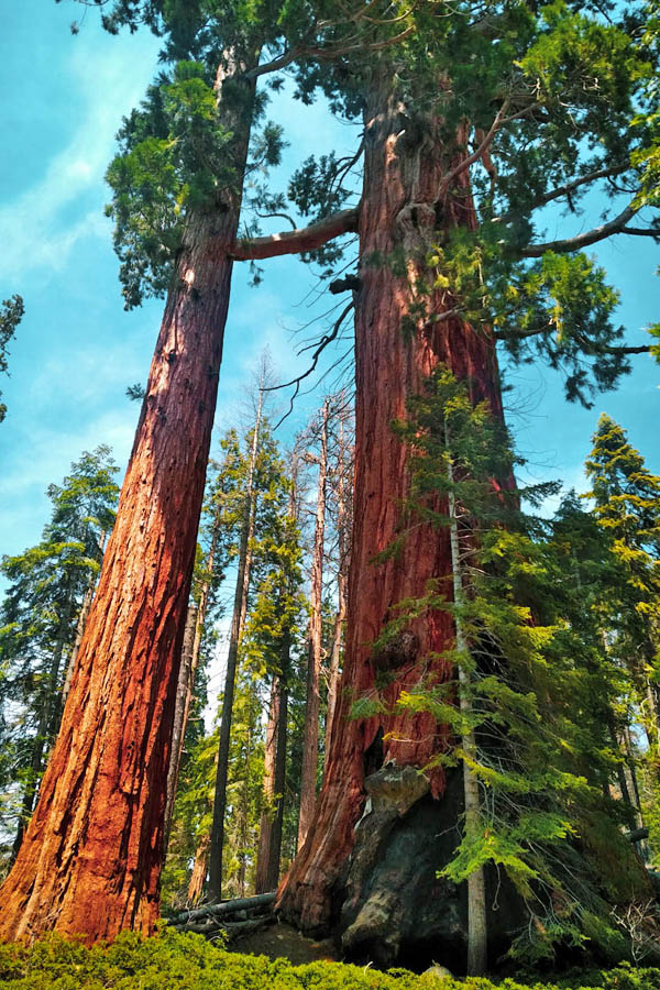 Giant sequoias with regular pine tree in front 