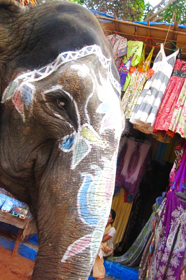 goa india elephant run with amber