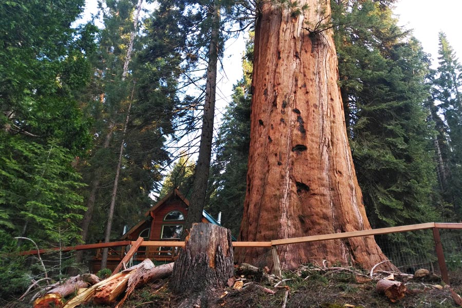 house and Giant Sequoia at Sequoia Crest