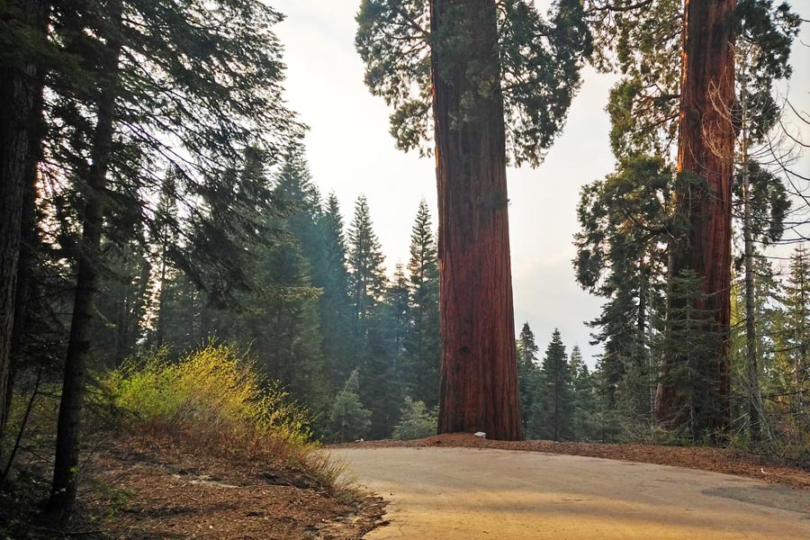 sequoia Crest Giant Sequoia
