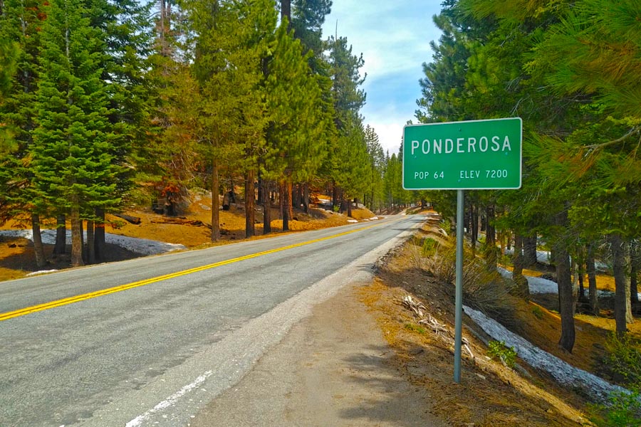 ponderosa