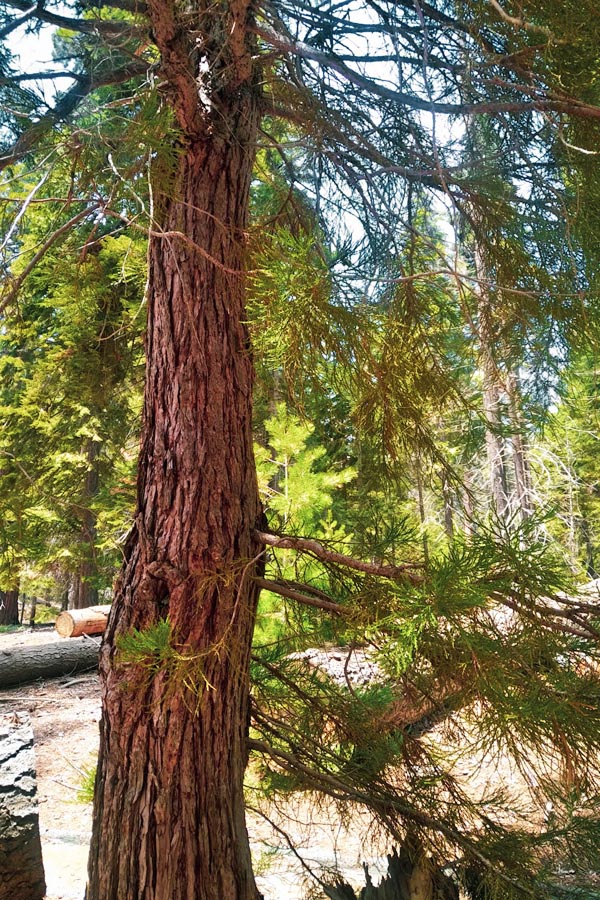 Young Giant Sequoia