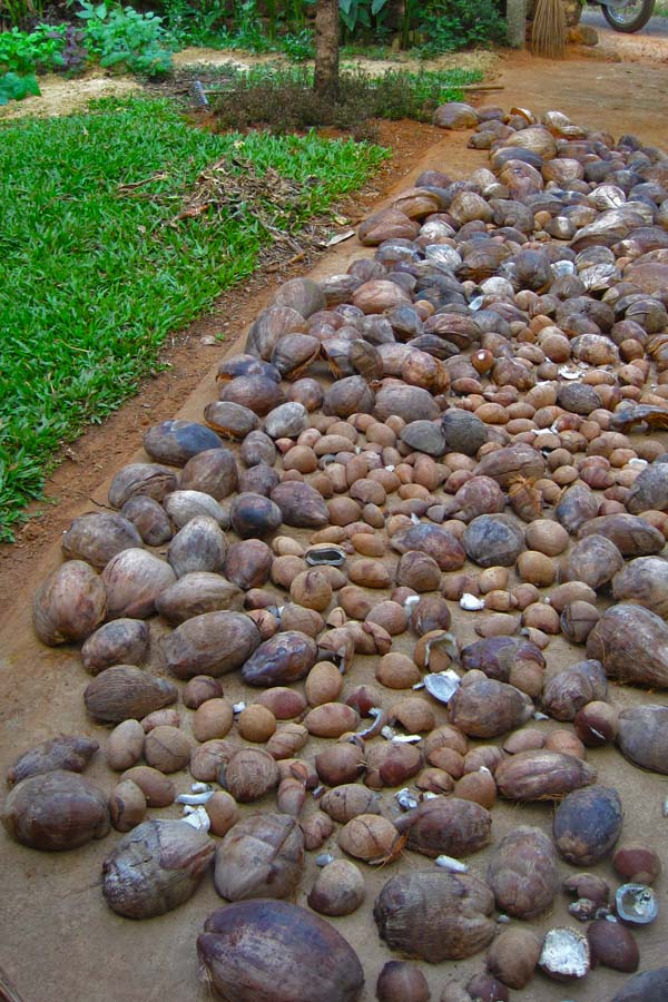 Goa, India coconuts